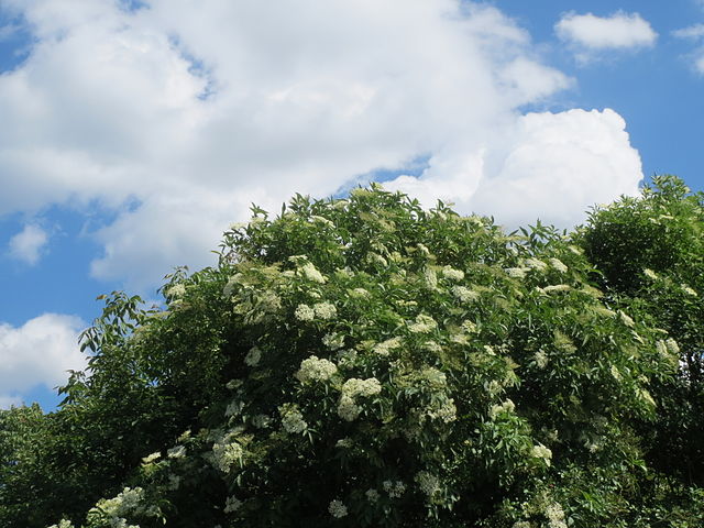 640px 20140514Sambucus nigra1