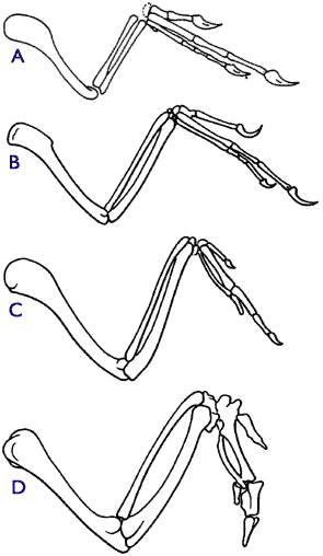 bird forelimbs