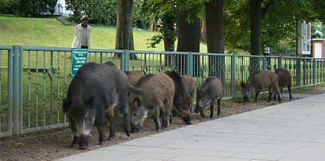 wildschweine-3