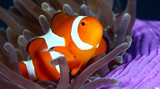 amphiprioninae-o-pez-payaso