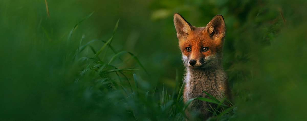 Die schönsten Tiere/Tierbilder der Welt teaser-gross