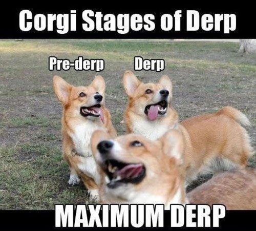 Corgi-Derp-Stages