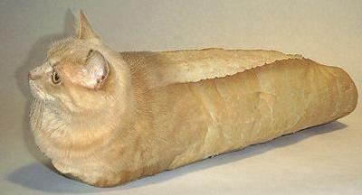 cat-with-bread-8