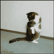 Animated-gif-cat-catching-tail-moving-pi