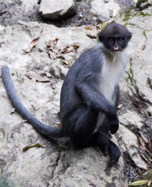 Indonesia-Extinct-Monkey
