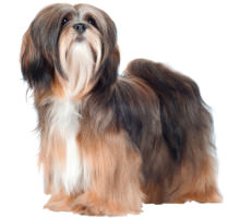 lhasa-apso-charakter-wesen