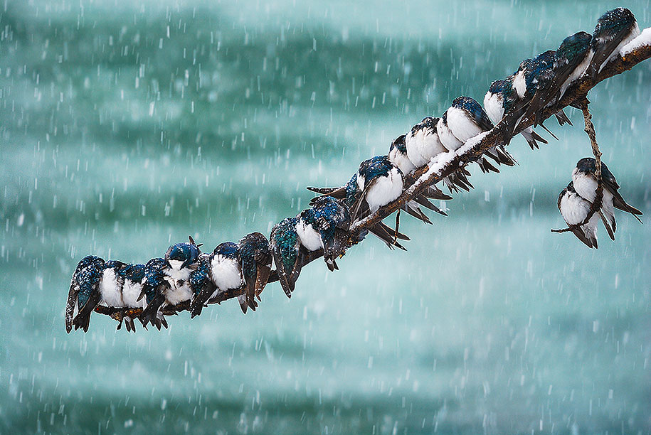 Die schönsten Tiere/Tierbilder der Welt groC39Fartige-Tierbilder-im-Winter-10
