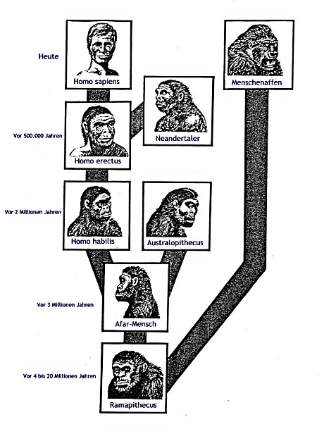 stammbaum mensch2