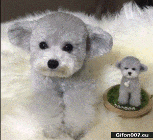 Video-Cute-Dog-Soft-Toy-Gif