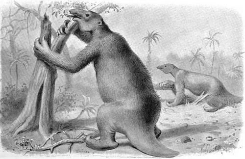 d29399 hutchinson-megatherium-thumb-500x