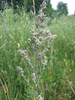 250px-Artemisia vulgaris