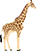 giraffe trans