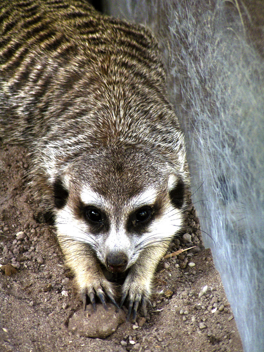 Bilder-Thread meerkat by delusionalasylum-d4elpny