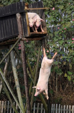 Pigs-raised-by-farmer-Huang-Demin-dive-i
