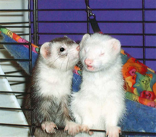 Bilder-Thread ferret-wish-120511-bg
