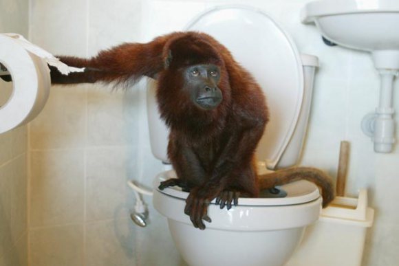 Bilder-Thread toilet top