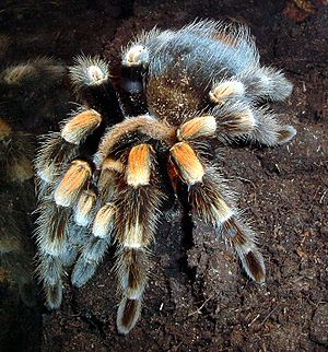 300px-Brachypelma smithi 2