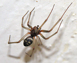 300px-Steatoda.grossa