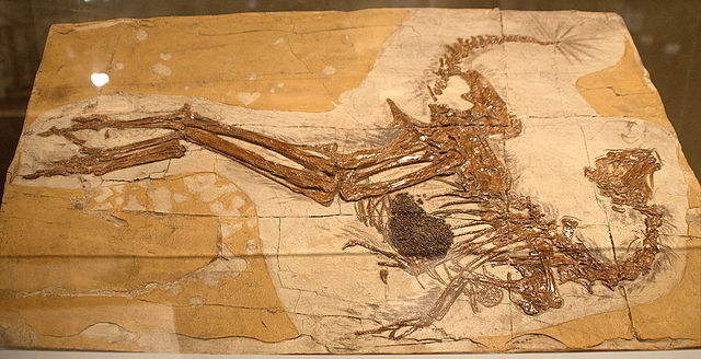640px Caudipteryx fossil
