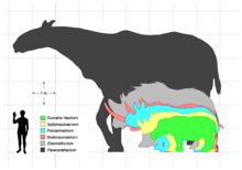 220px Rhino sizes