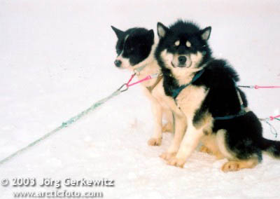 svalbard 02 093 spitzbergen husky