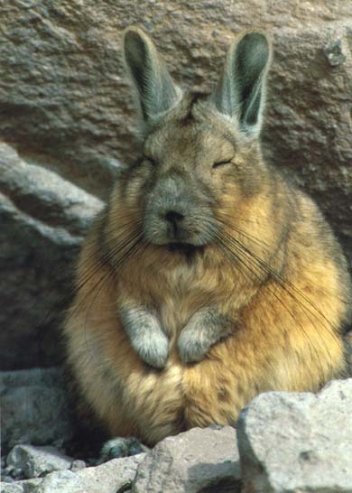 viscacha