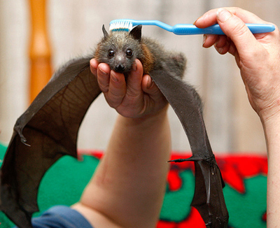 bat-massage