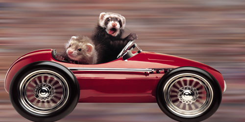 ferret-photo-wins-1-bg