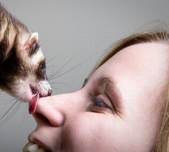 A-cute-little-ferret-love-licking-tongue