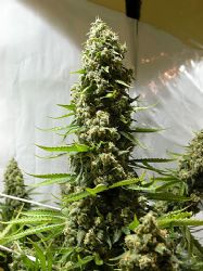 white-russian-seeds-serious-seeds-136-pe