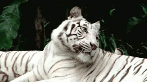 Tiger-73578