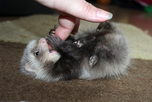 cute baby ferret 01