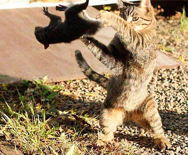 funny-cat-tossing-squirrel