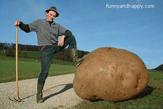 The-biggest-potato-World