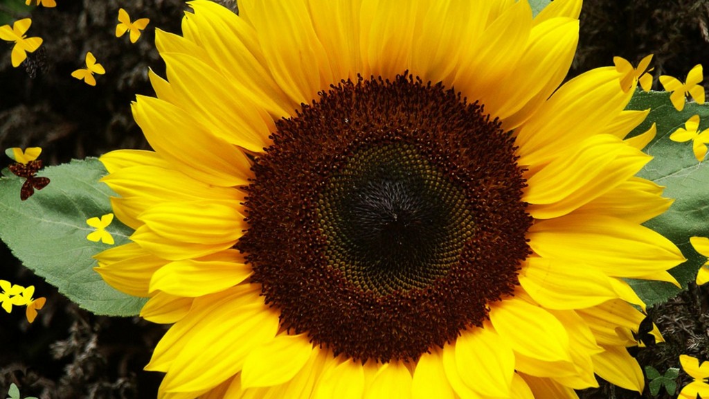 Bilder-Thread sonnenblumen Windows 8
