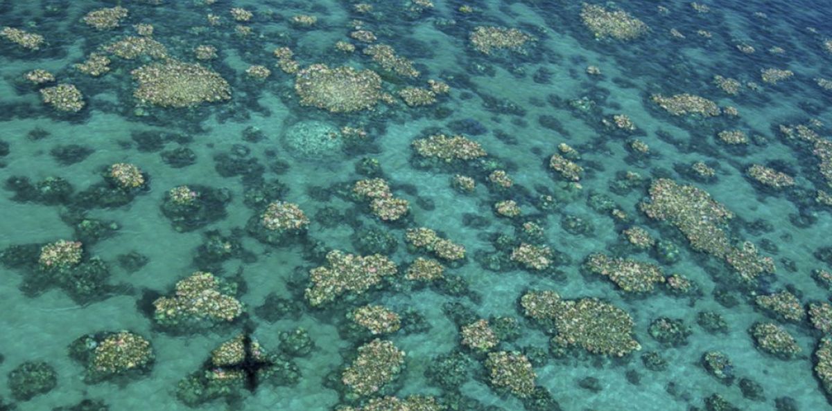 Korallenbleiche-am-Great-Barrier-Reef-um