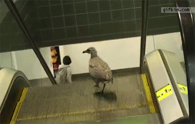 1315936267 seagull on an escalator