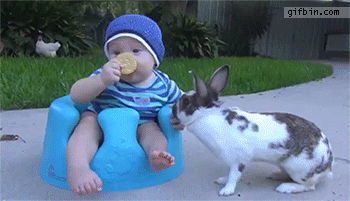 1429551735 rabbit steals cookie from bab