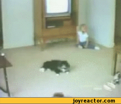 gif-cats-685180