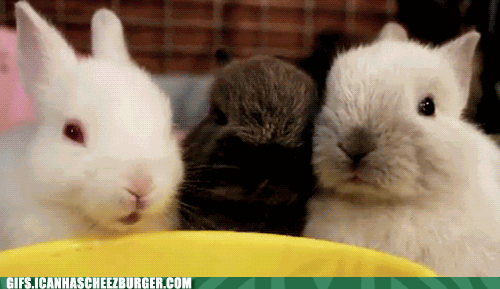 three-bunnies