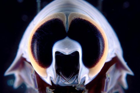 Fische TEASER BM L 1154585p