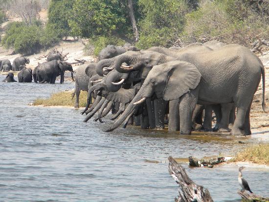 lunch-view-on-the-chobe