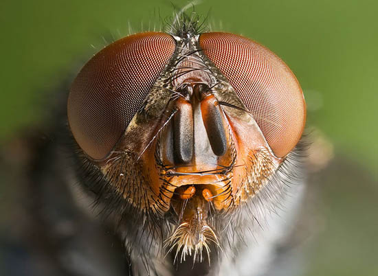 solar-zelle-blowfly-Calliphora cc 550