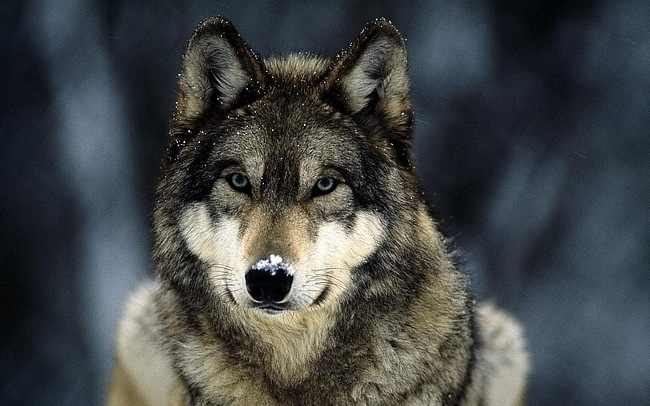 LuqHFl wolves03