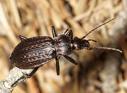 2015-aug-29 granulated-carabid