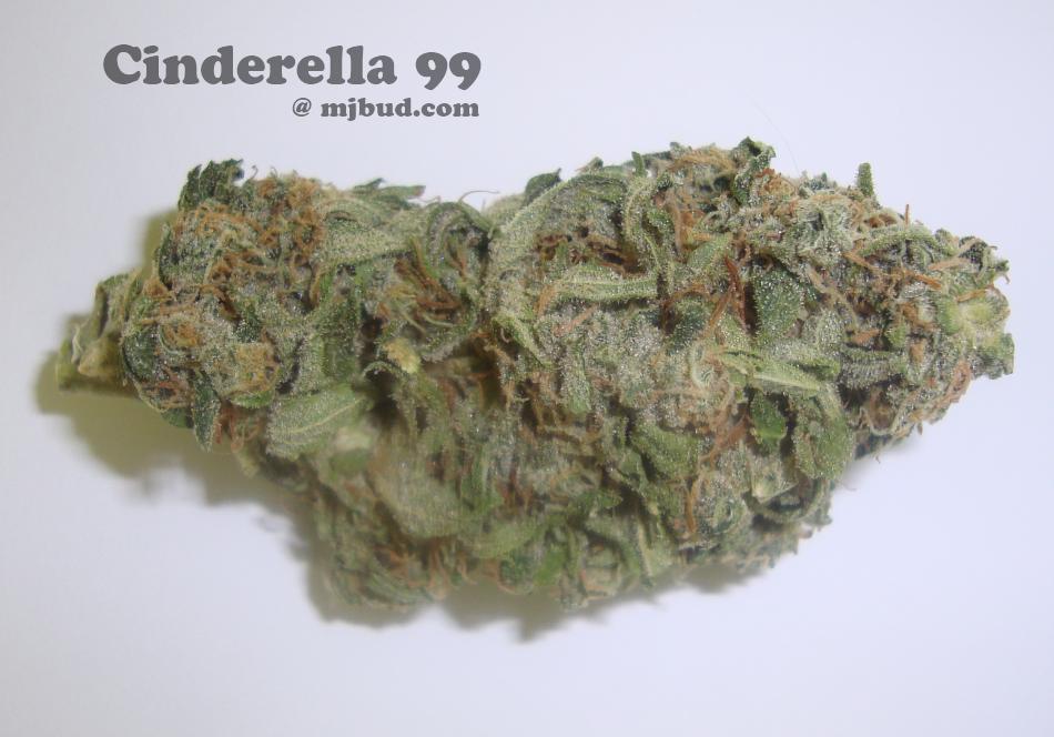 cinderella99