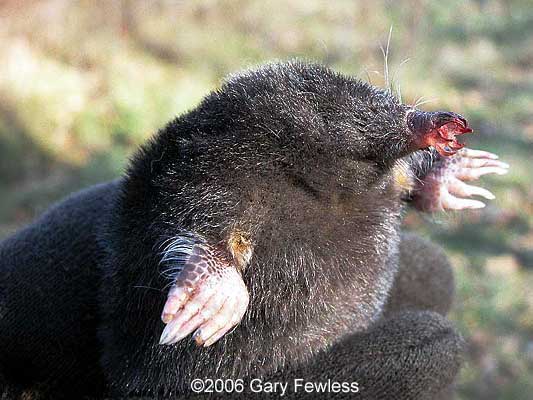 mole20021102 11gf