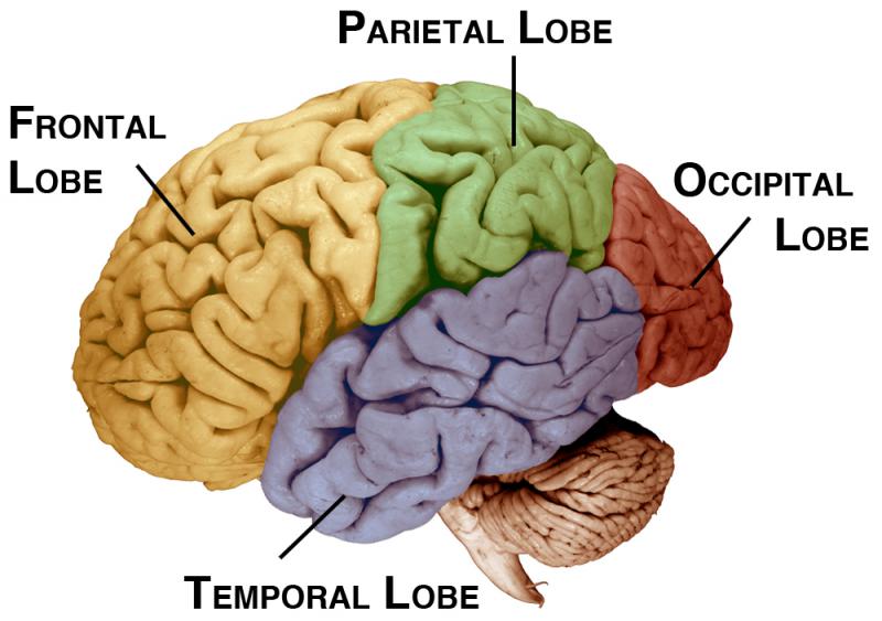 lobes2