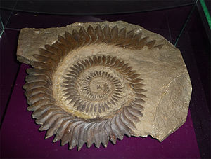 300px-Spirale dentaire d27helicoprion