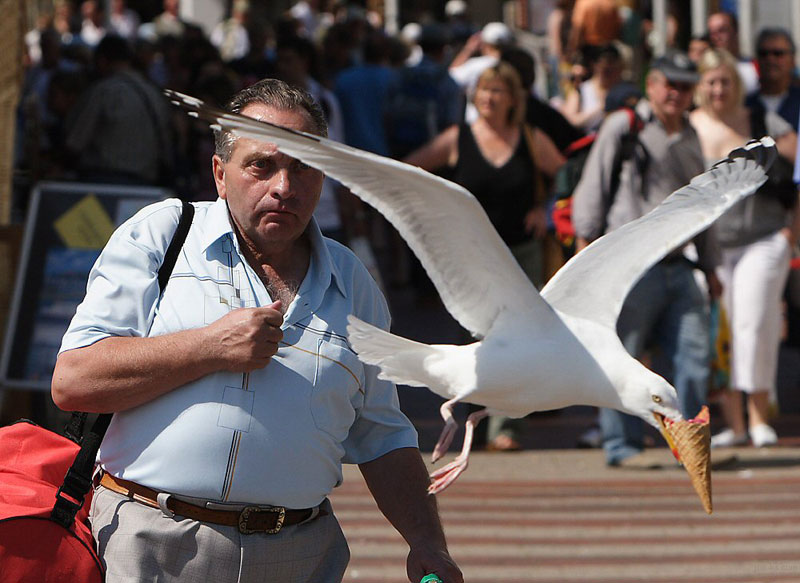 Bilder-Thread seagull-takes-ice-cream-perfect-timing